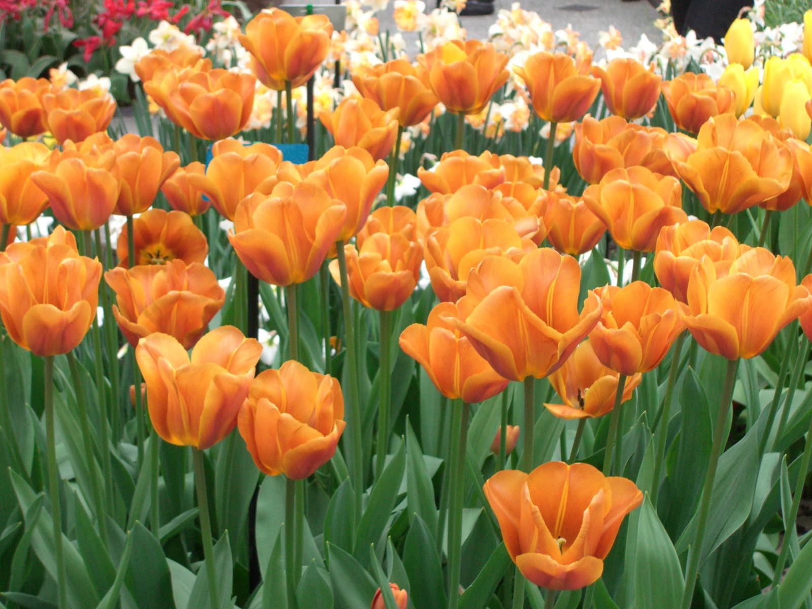Netherlands Keukenhof